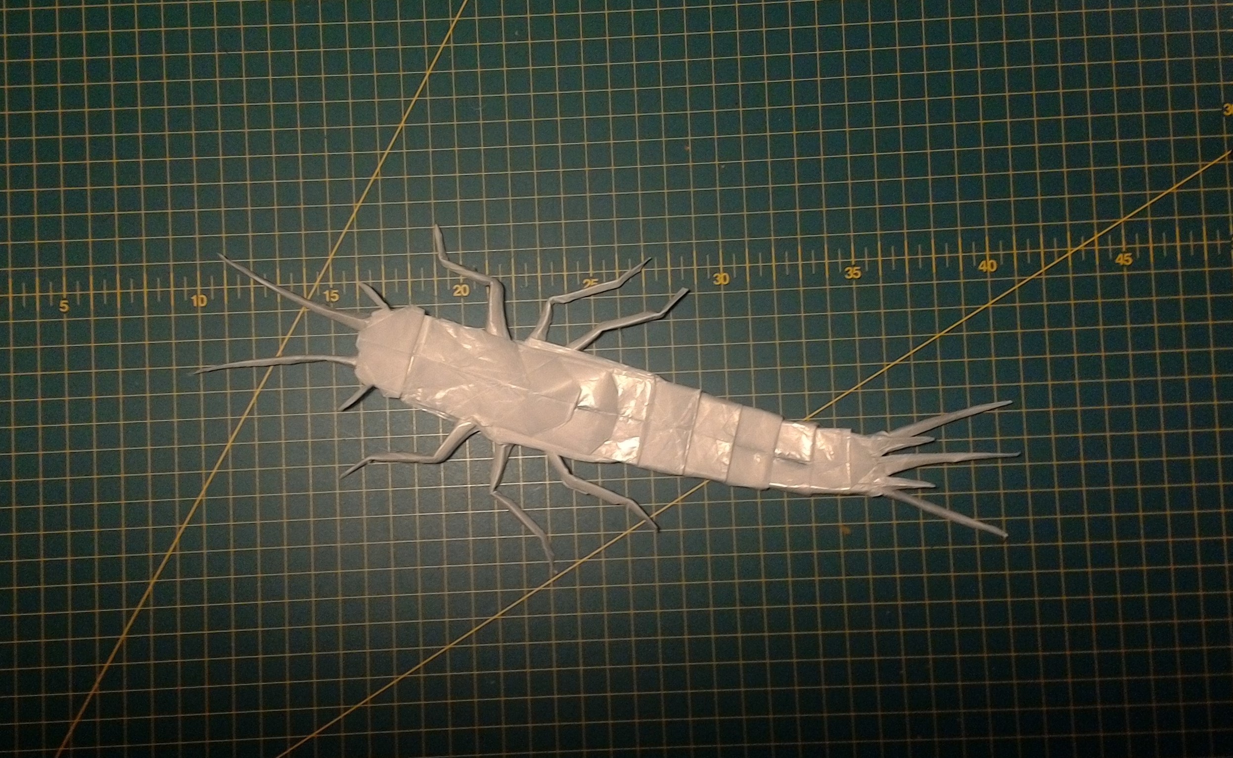 Silverfish